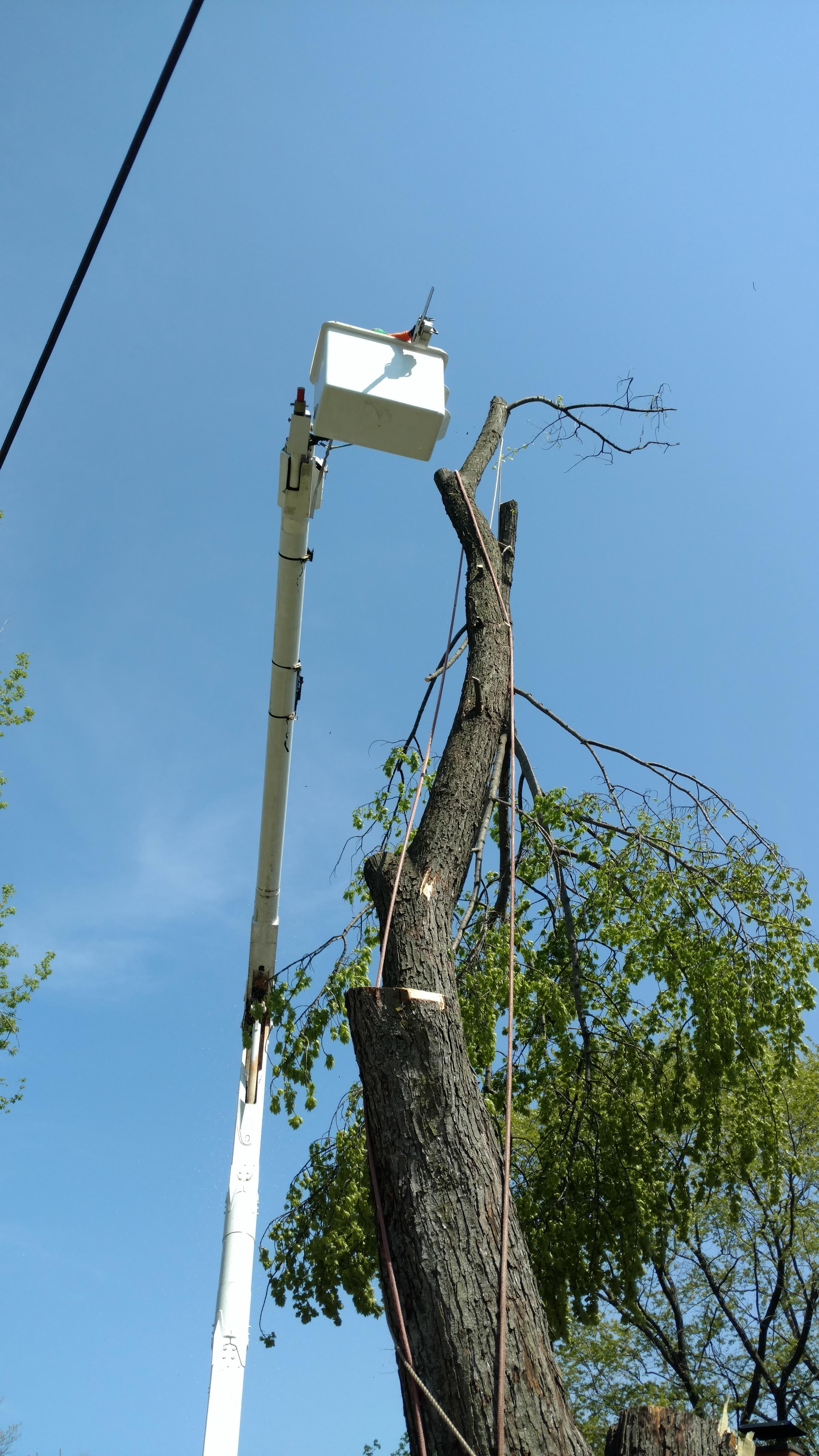 New Beginning Tree Service Company Image