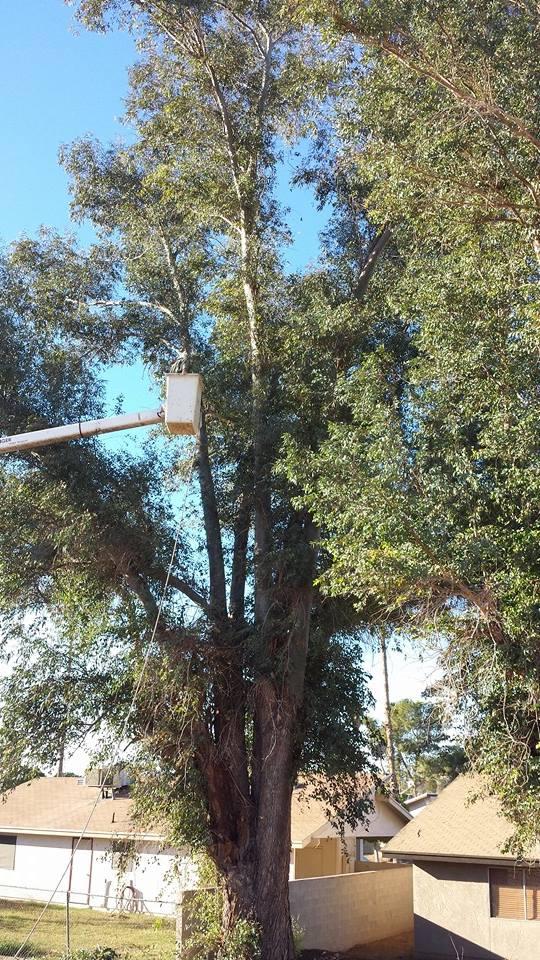 Pendleton Tree Service Yuma, AZ Business Profile