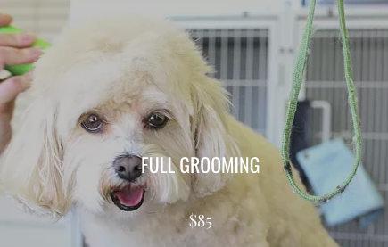 Barking Lot Dog Grooming Photo