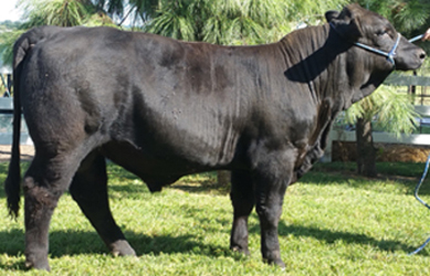 Triple K Gelbvieh Image