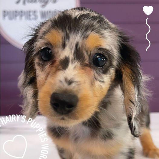 Hairy's Puppies World - Miami Puppy Store