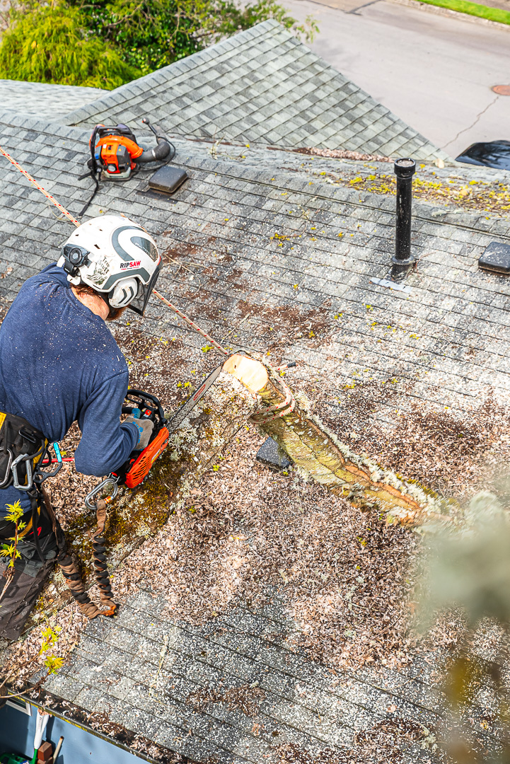 Branching Out Tree Care, LLC Image