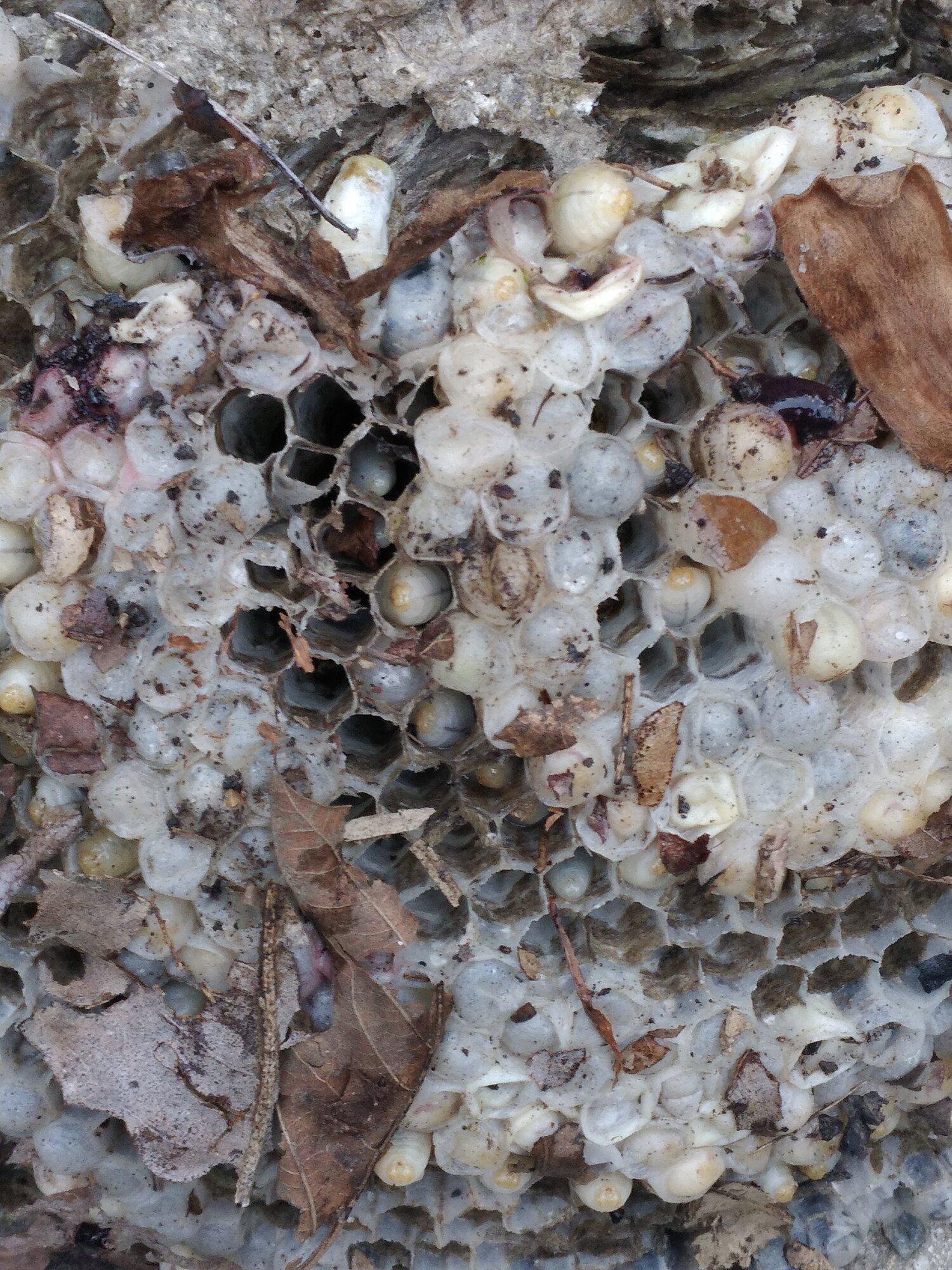 Eco Man Pest Solutions Image