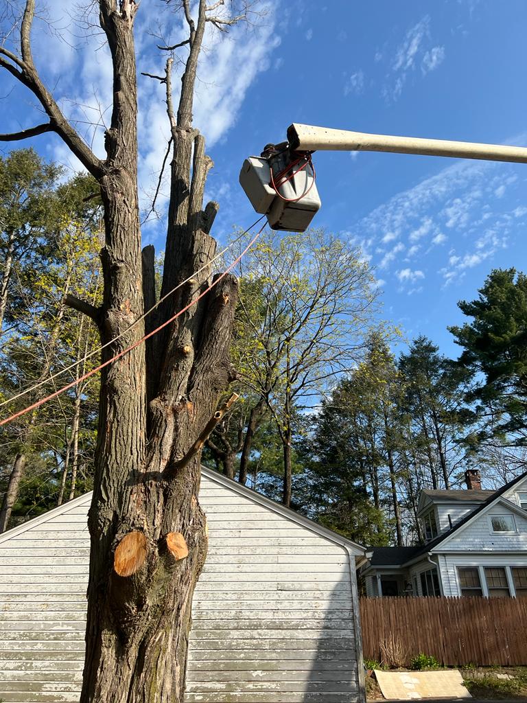 Lozada's Landscaping & Tree Services LLC Image