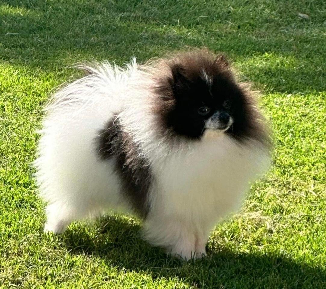 Belle House Pomeranians Image