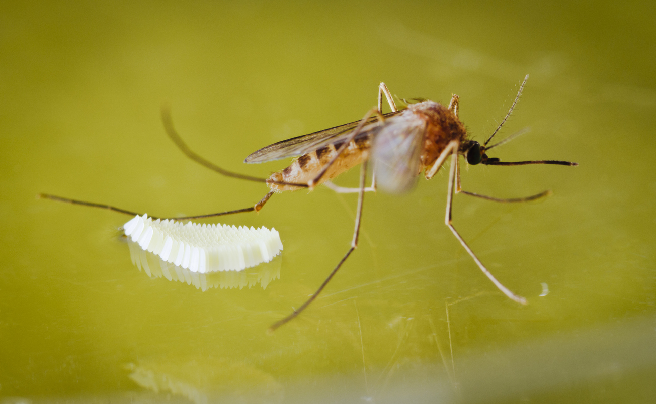 Mosquito Control
