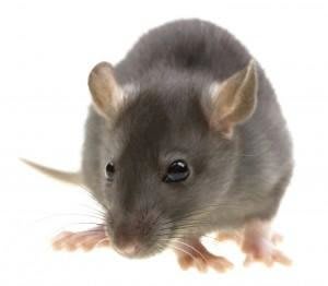 Images Don Valley Pest Management
