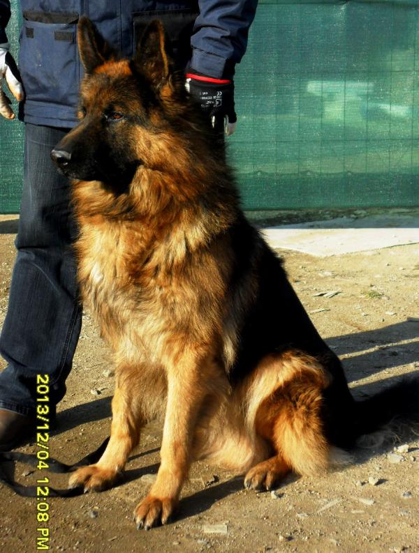 Calico Junction Long Coat German Shepherds Photo