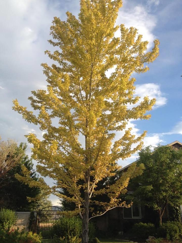 A Cut Above Tree Service Photo