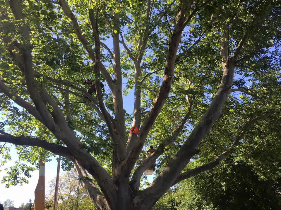 A Cut Above Tree Service Photo