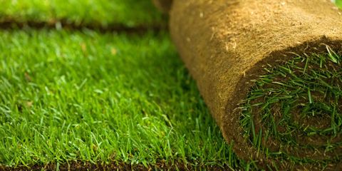 Sykesville's Top Landscape Contractor Explains the Perfect Time to Install Sod
