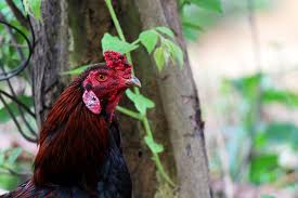 Hanging Poultry Feeder
