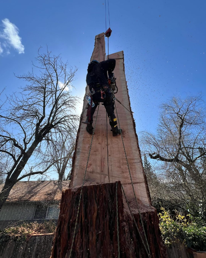 August Hunicke Arborists Inc. Image