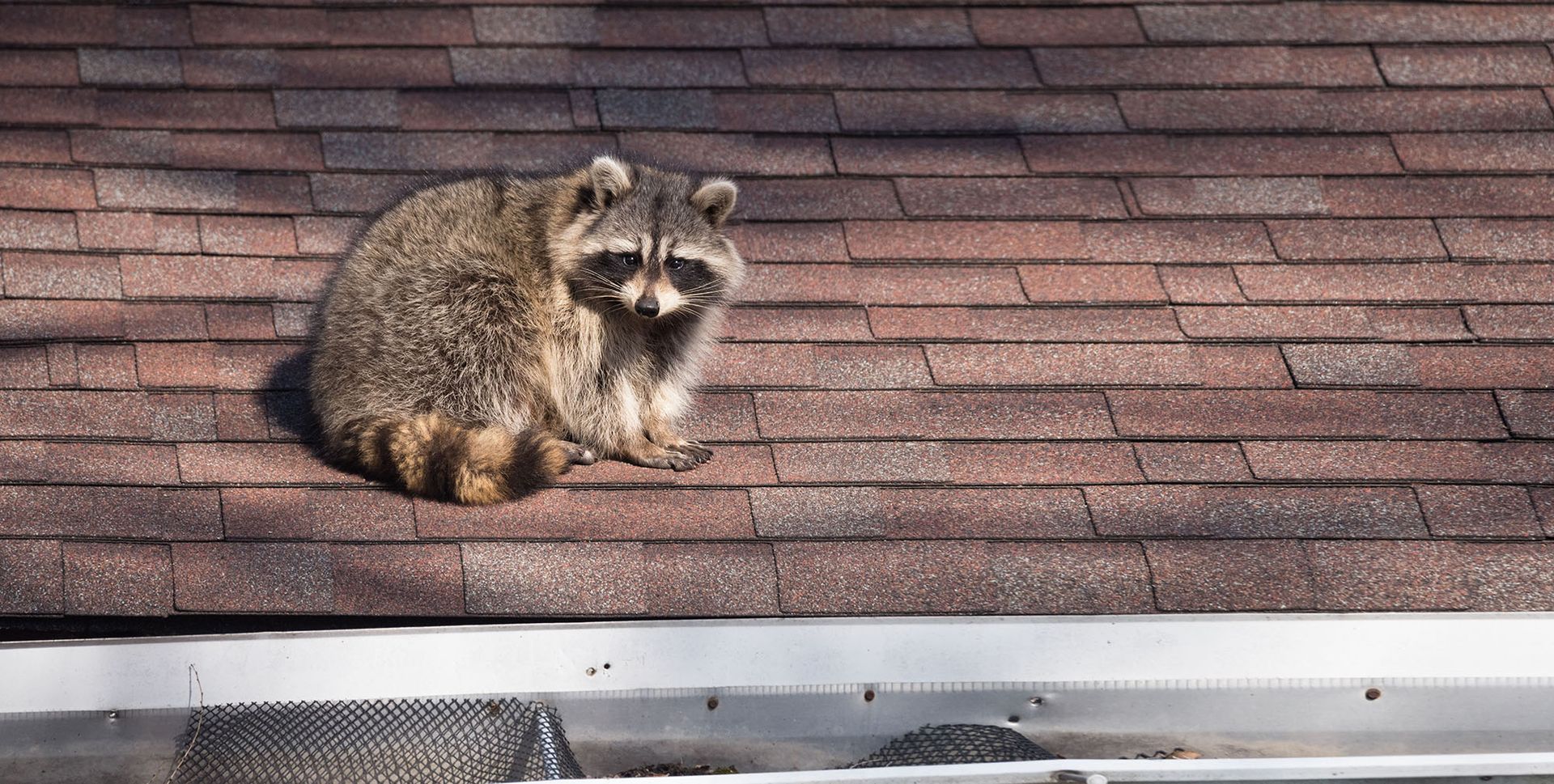 Wildlife Control