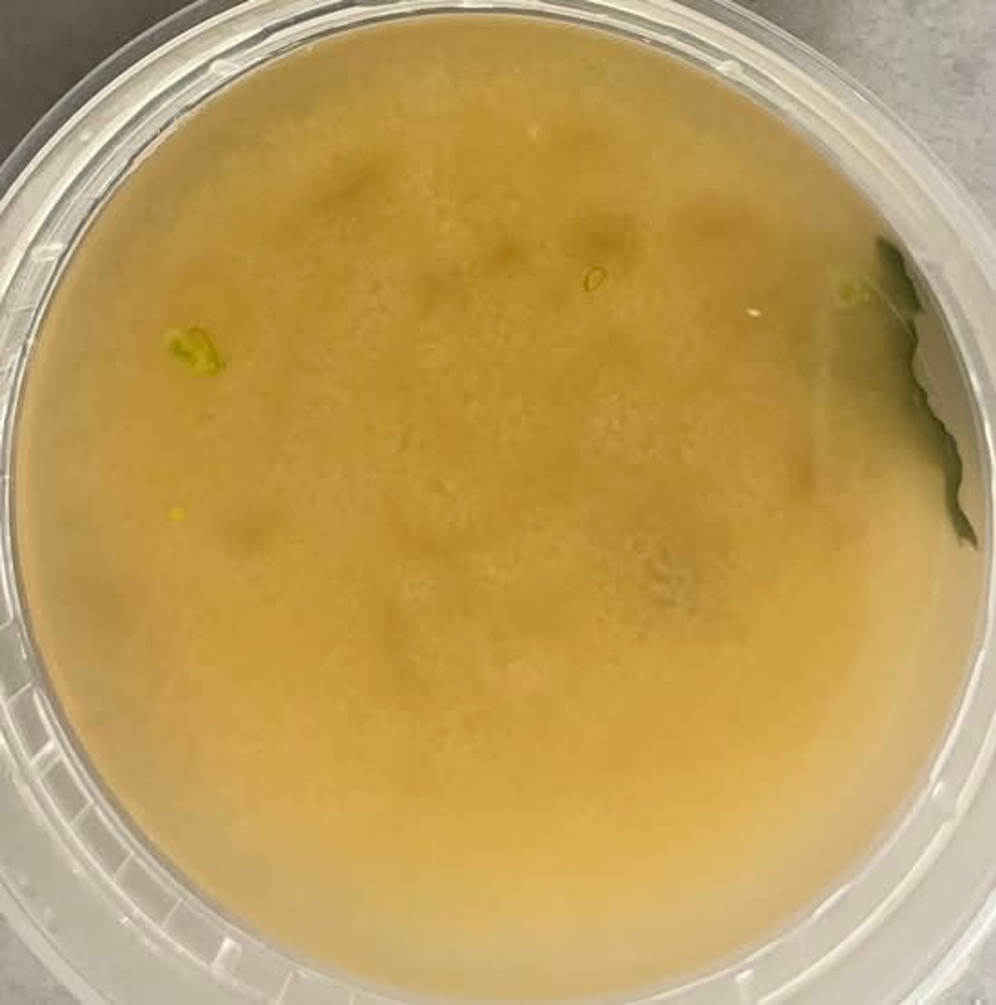Miso Soup