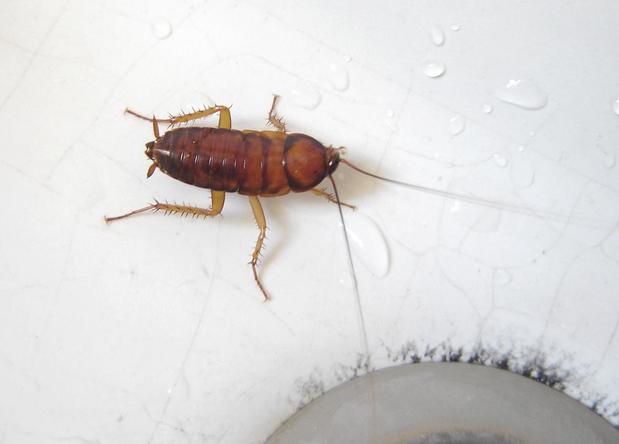 Images Best Price Pest Control