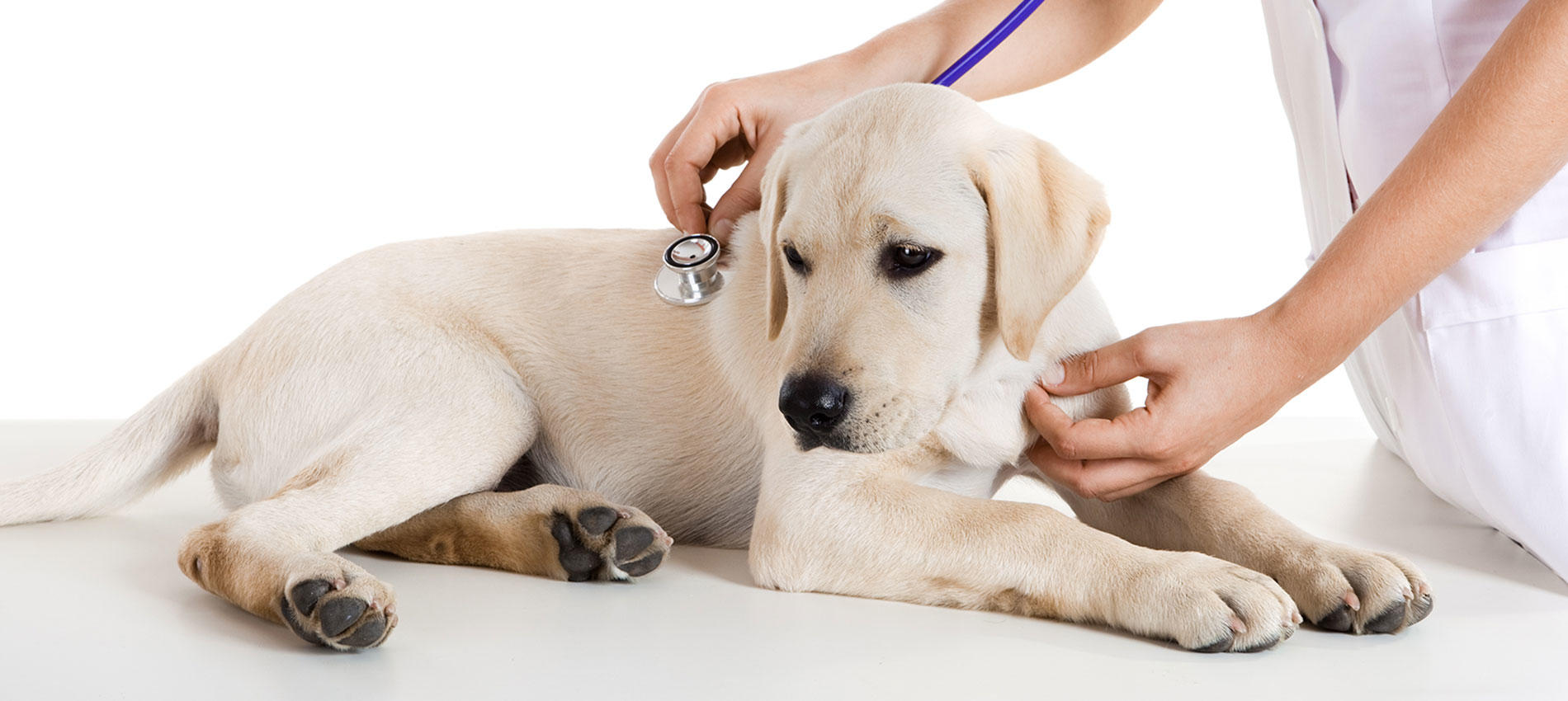 Ark La Tex Animal Clinic Photo