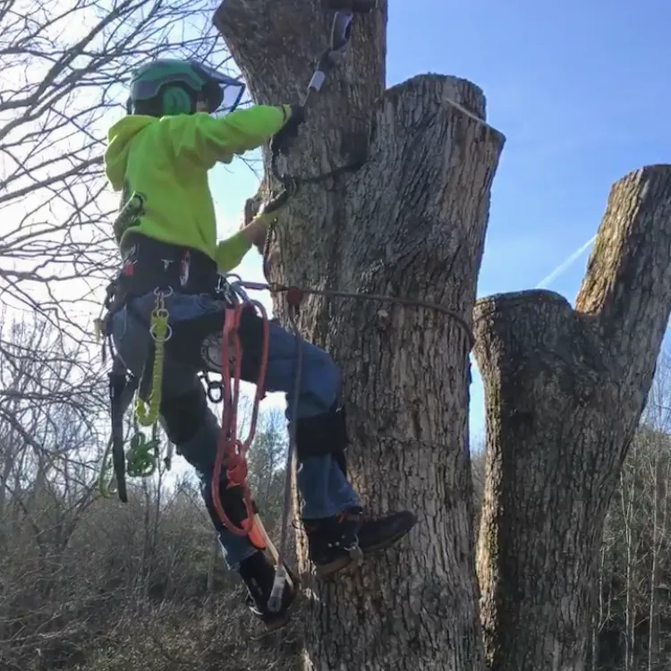 Taylorsville Tree Care Image