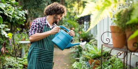 Tips for Watering Your Plants from Cincinnati's Lawn Care Pros