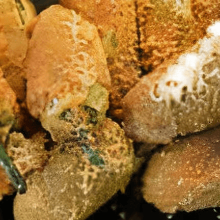 Jalapeno Poppers (10)