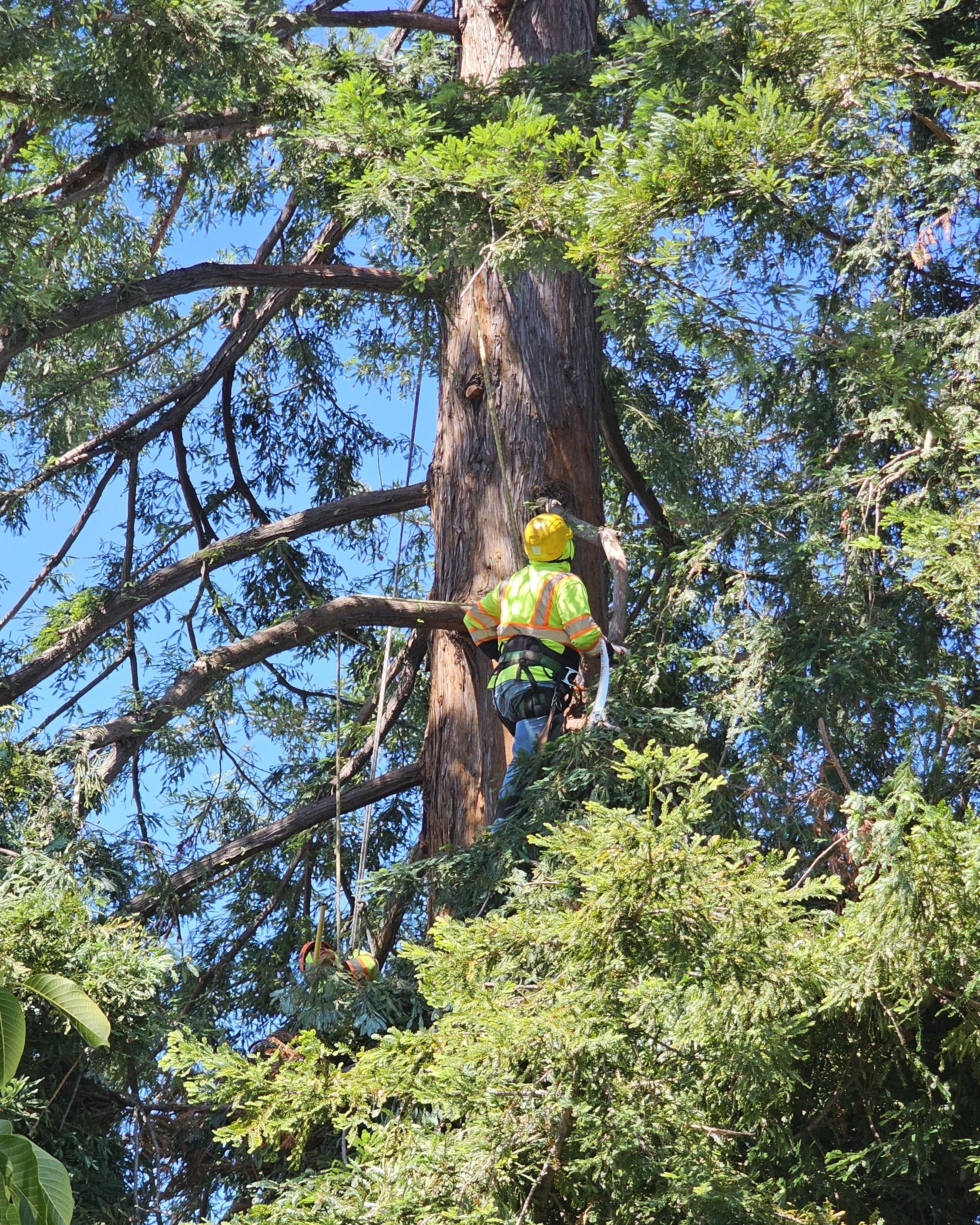 Skyline Tree Experts Image