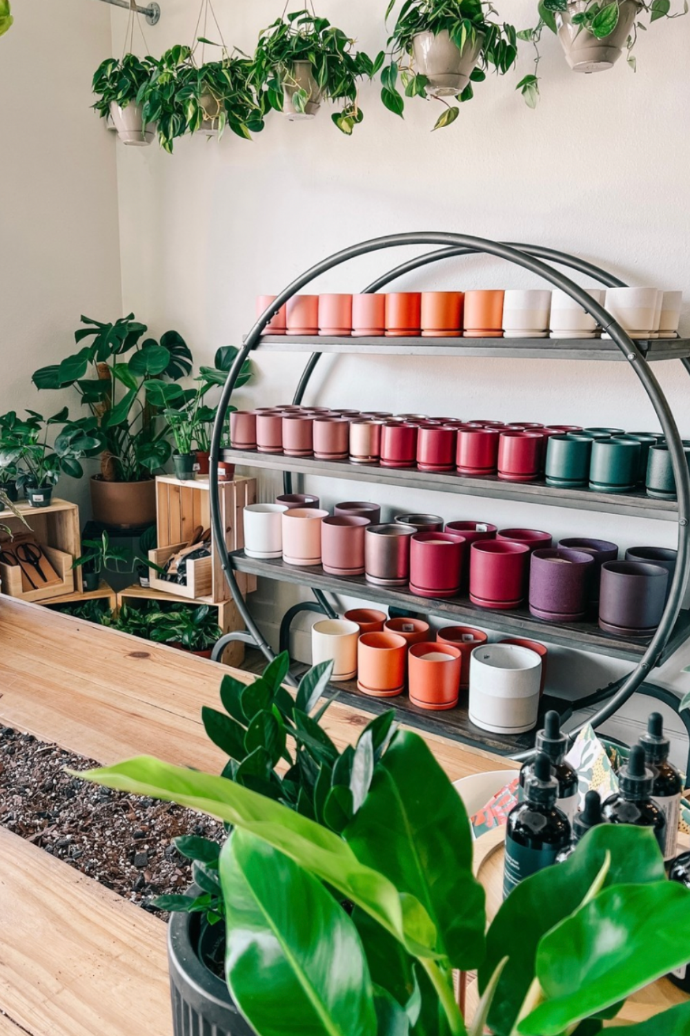 Jungle Room by BWH Plant Co Image