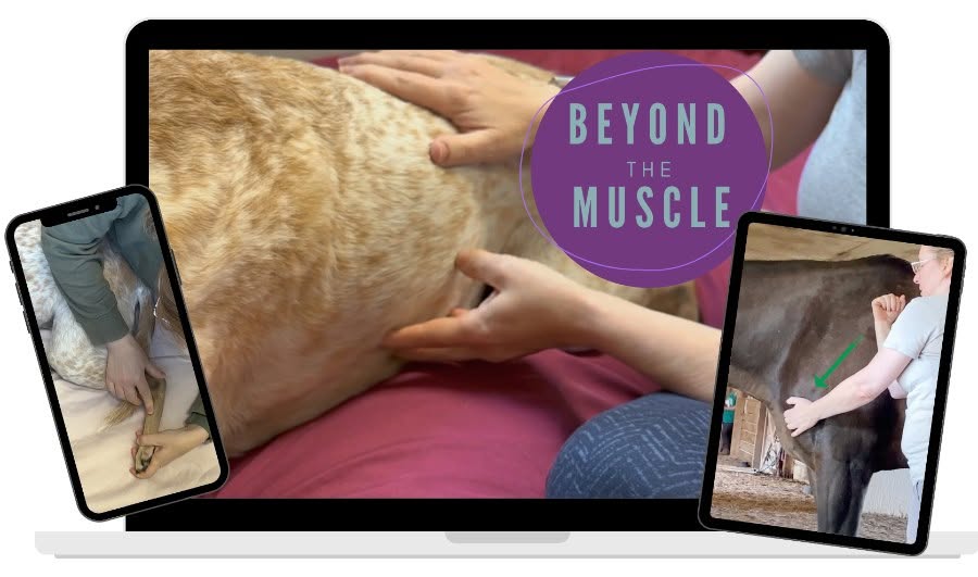 Learn to Massage Your Dog (In-Person or on Zoom)