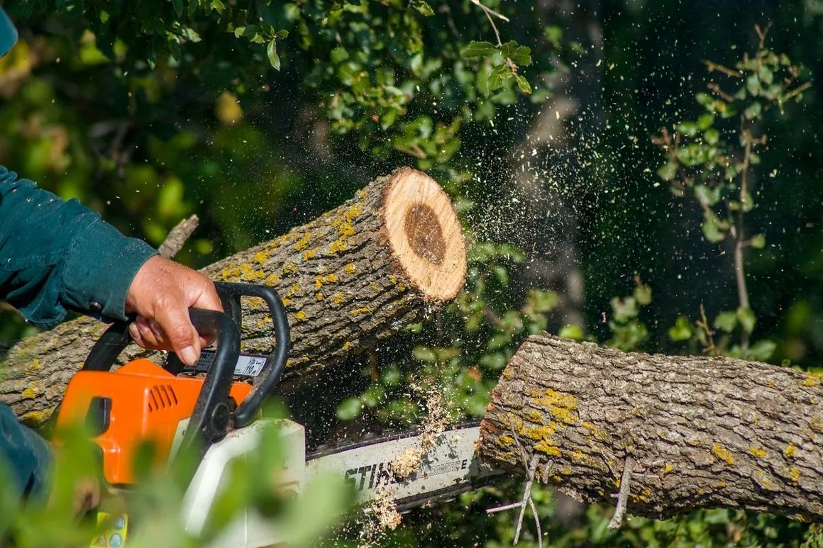 Tree Removal