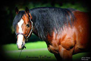 Countryside Equine Veterinary Service Photo