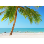 Gulf Shore Electric Logo