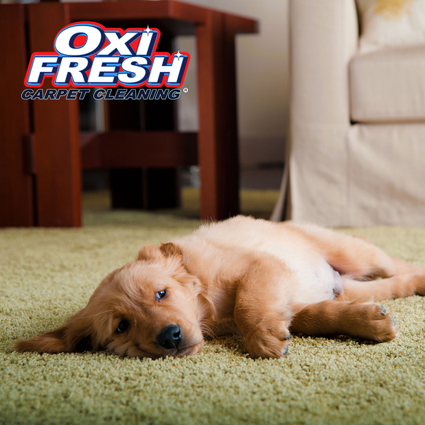 Images Oxi Fresh Carpet Cleaning