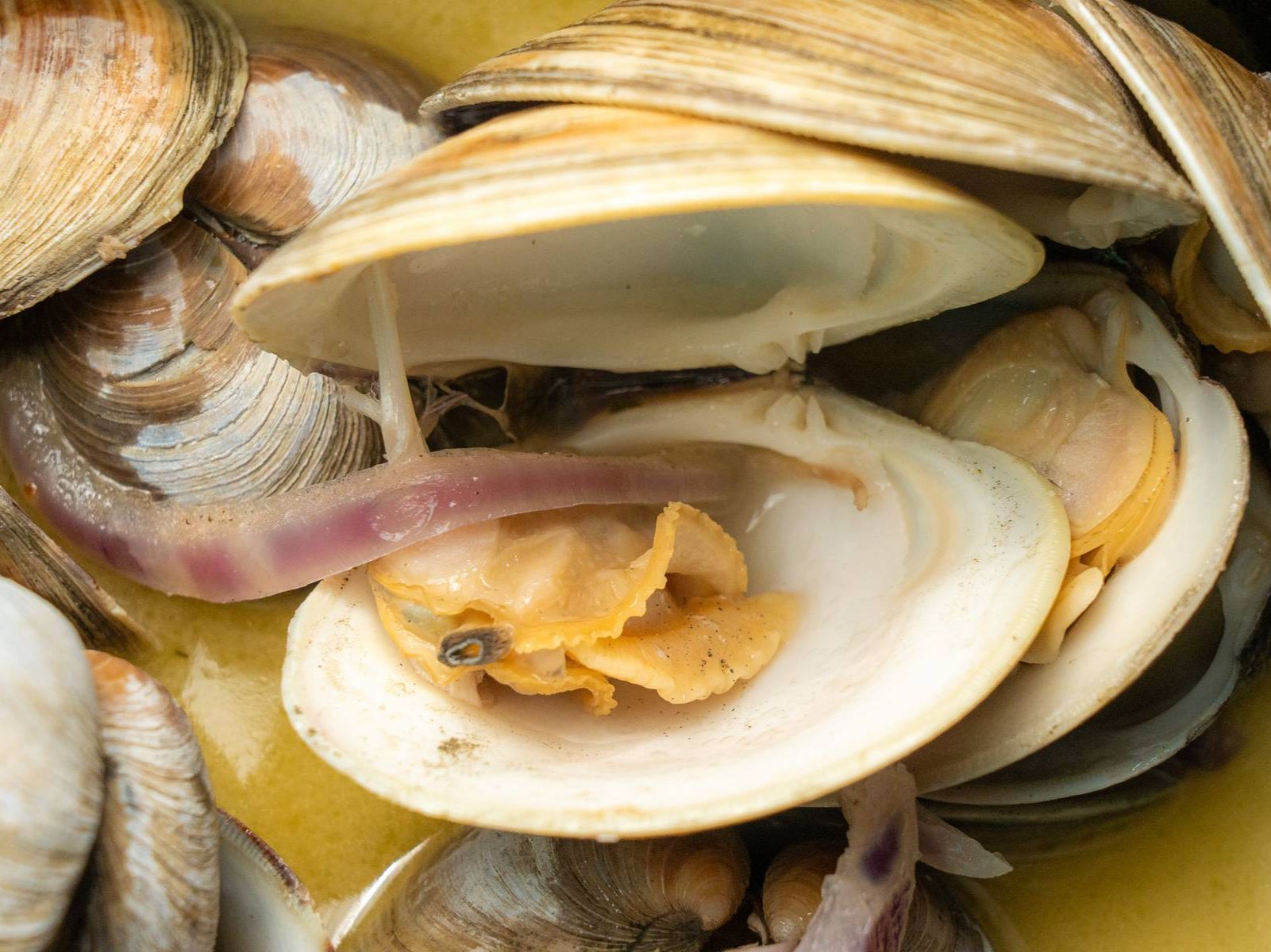 Steamed Clams