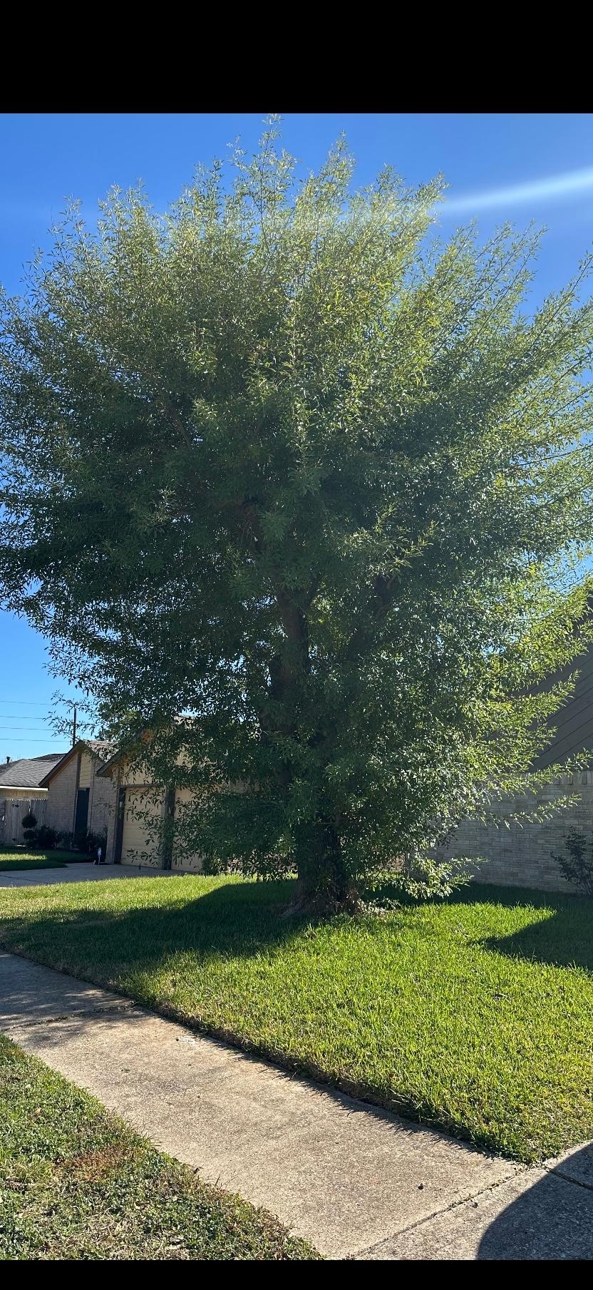 JJ Garcia Professional Tree Service Image