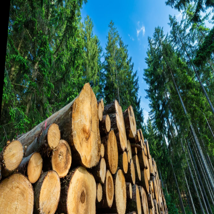 Western States Tree and Forestry Image