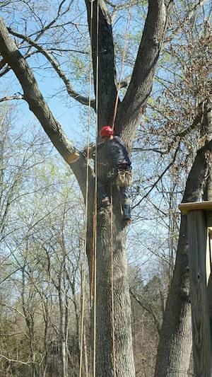 Heisinger Tree Service Photo