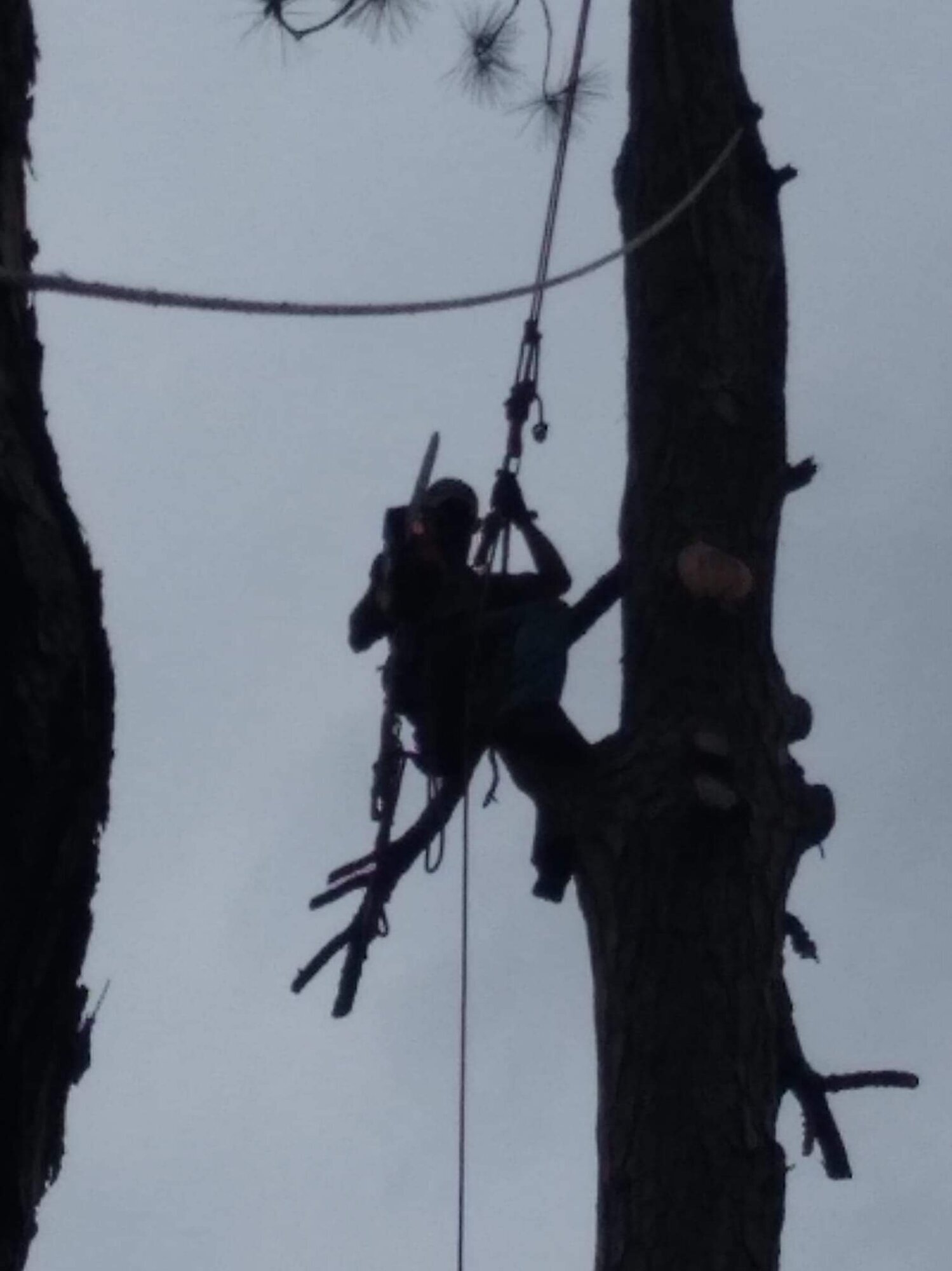 Tilman Tree Service Image