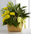 The FTD® Loving Light™ Dishgarden