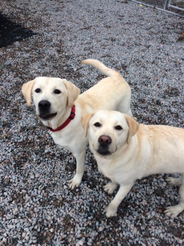 The facilities at Buddy's Doggie Day Care are meant to provide your pet with ample space in a fully-equipped climate controlled play area.