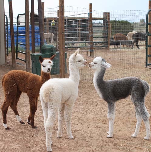 Blue Mesa Alpacas Image