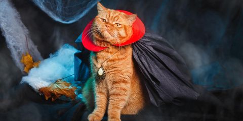 5 Pet Care Tips for Dressing Up Safely on Halloween