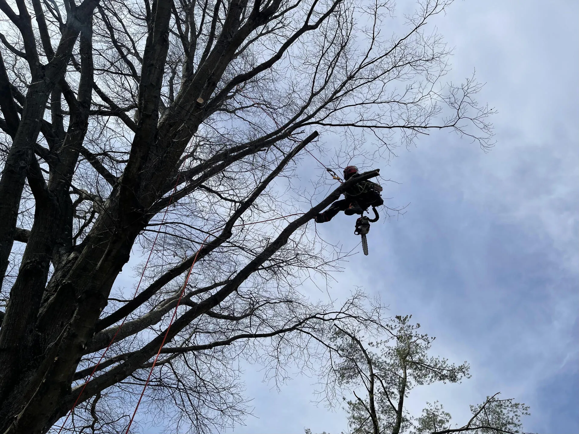 Tree Trimming