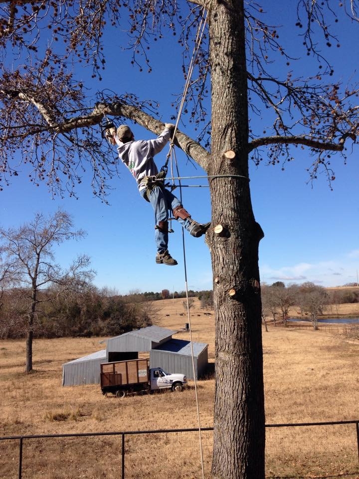 David's Tree Service Logo