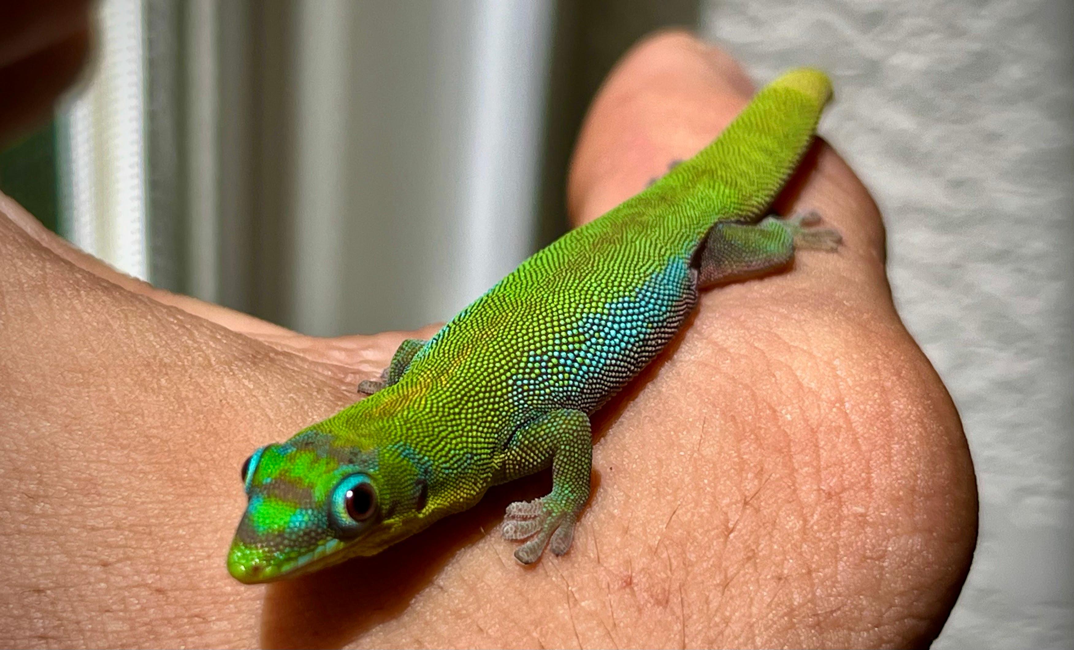 Terrarium Station Image