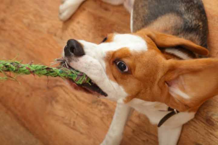 Vestal Veterinary Hospital Photo