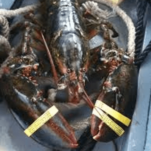 Live Maine Lobsters