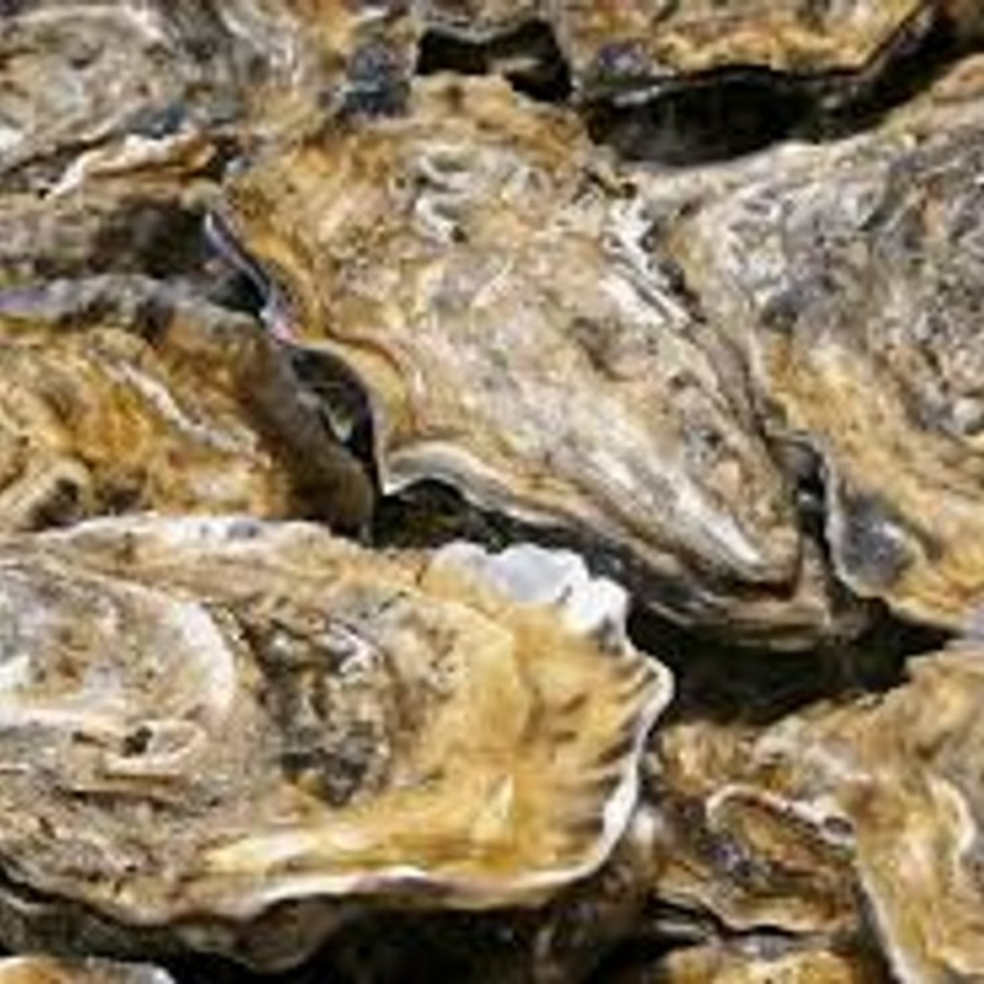 Oysters