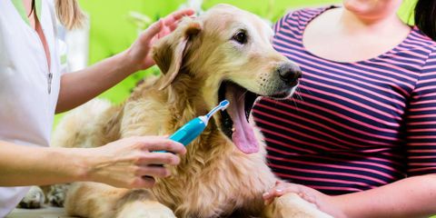 Tlc Pet Care Centers 11808 Hamilton Ave Cincinnati Oh Animal Hospitals Mapquest