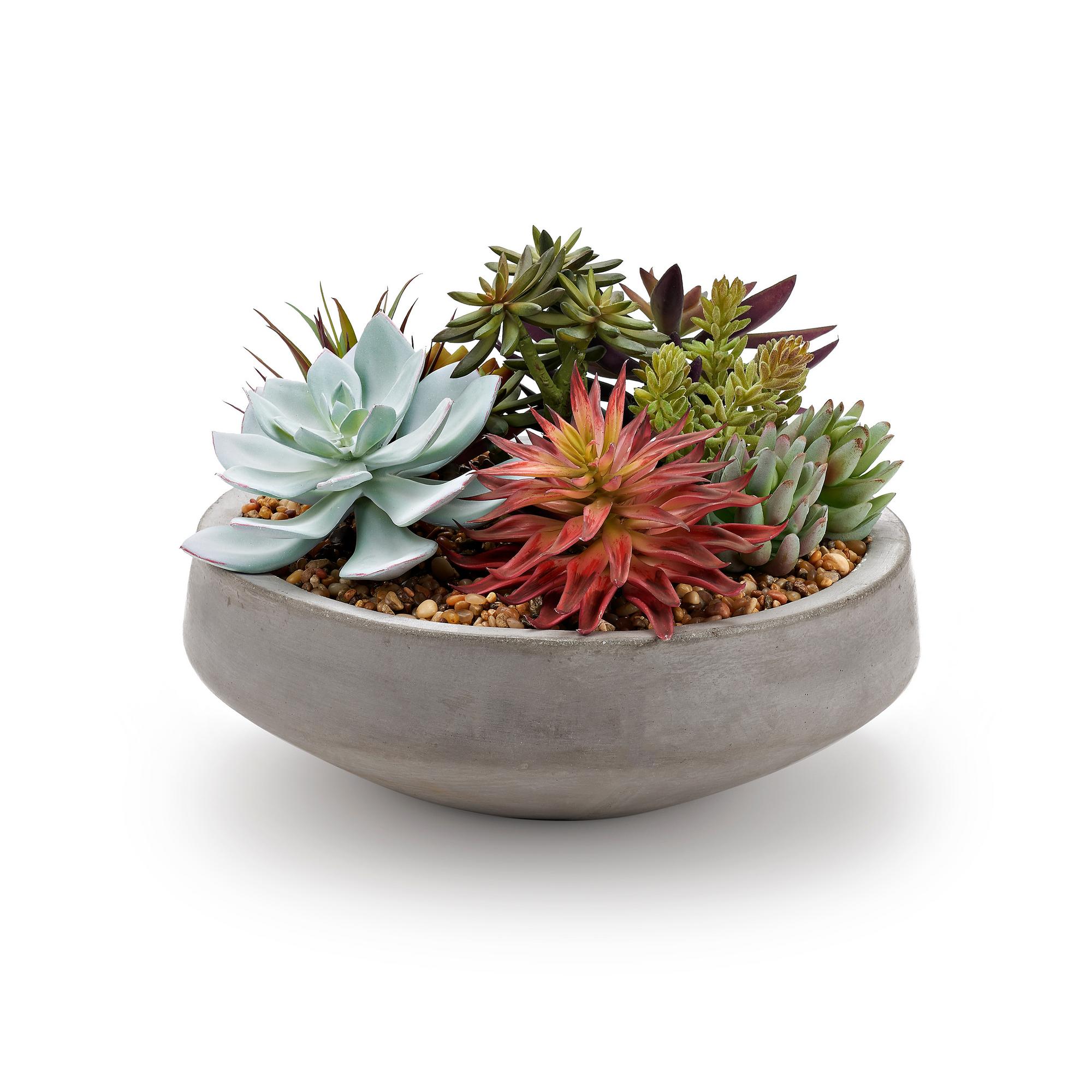 Assorted Succulents in Newport Bowl