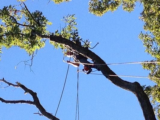 S&S Tree Service Image