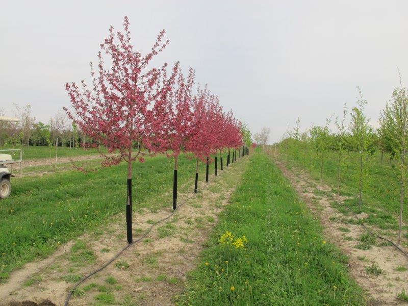 Baldwin Tree Farm Image